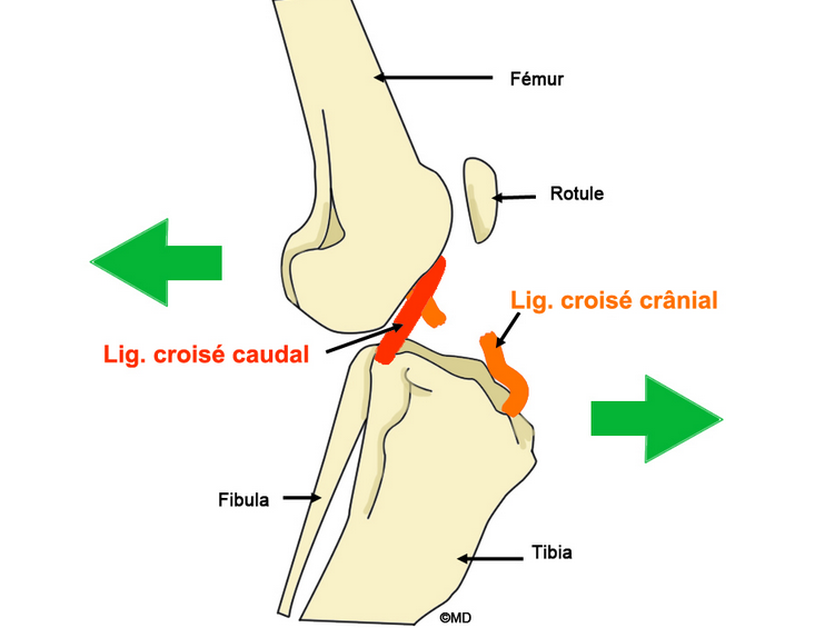 La rupture du ligament croisé cranial chez le chien, une fatalité ?