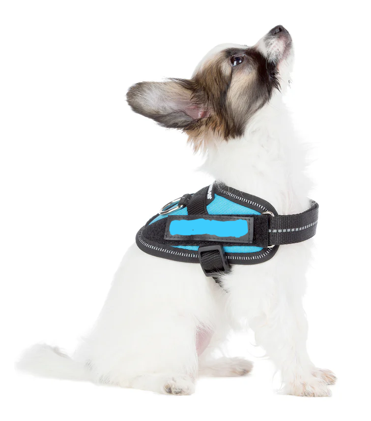 Quel harnais/collier choisir pour son chien ?